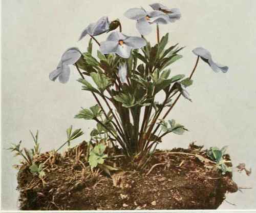 Bird's foot violet Viola pedata var. Iineariloba