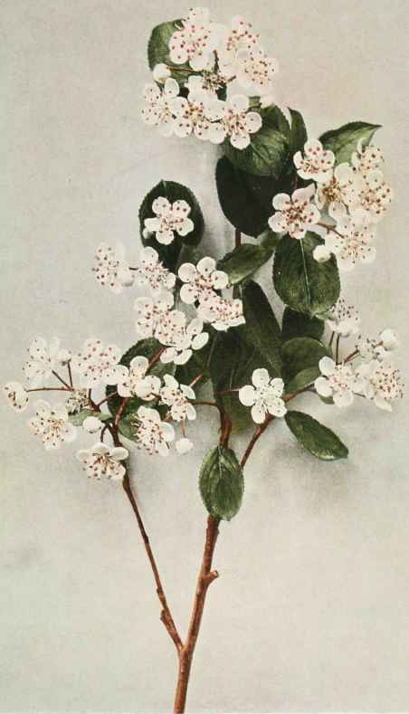 Black Chokeberry