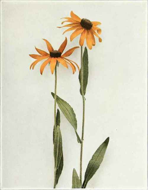 Black Eyed Susan; Yellow Daisy   Rudbeckia hirta to August. In meadows and hay fields it is frequently an obnoxious weed.
