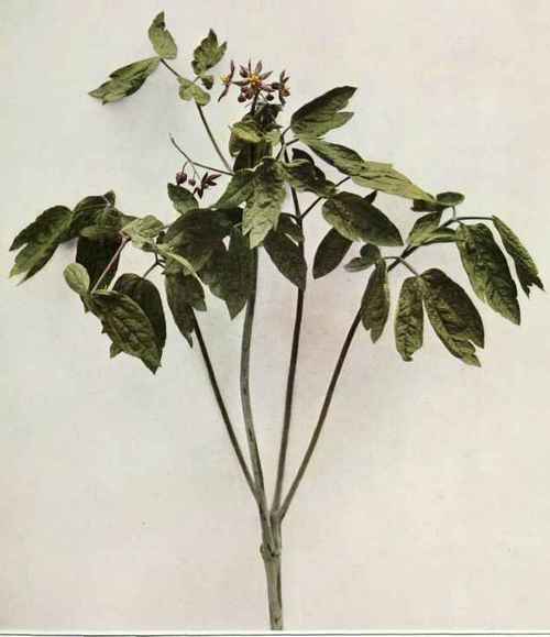 Blue Cohosh