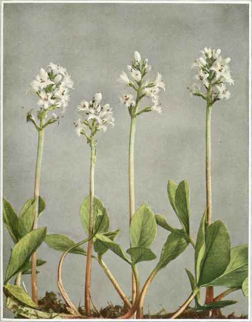 Buckbkan; marsh trefoil Menyanthes trifoliatus