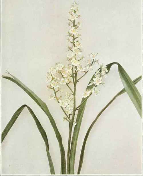 Bunchflower