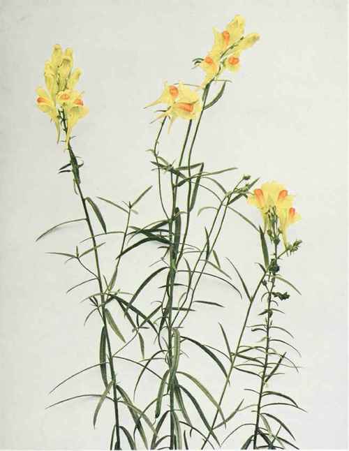 Butter And Eggs; Ramstead Linaria linaria
