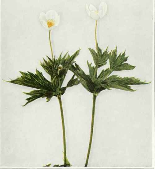 Canada Or Round Leaved Anemone