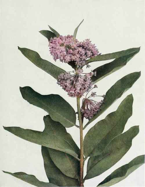 Common Milkweed; Silkweed Asclepias syriaca