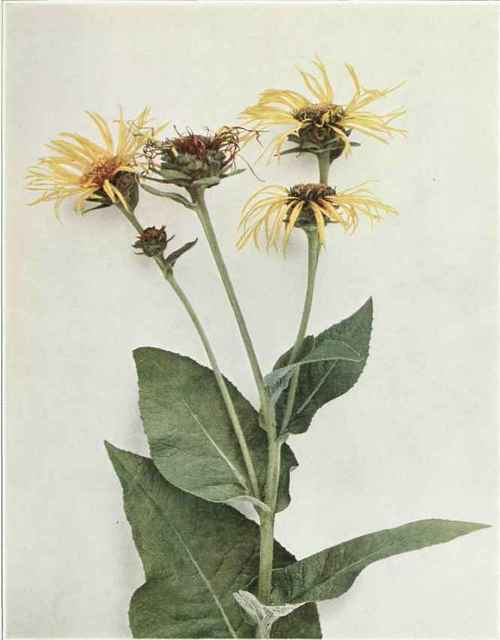 Elecampane; Horseheal   Inula helenium