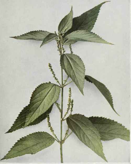 False Nettle