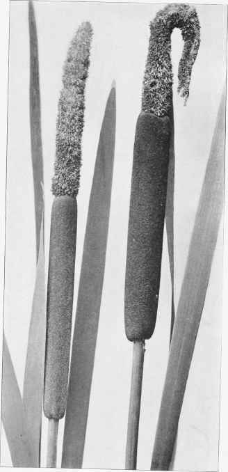 Figure I Broad leaved Cat tail