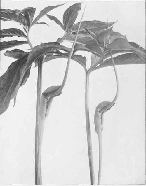 Figure II Green Dragon or Dragon root (Arisaema dracontium (Linnaeus) Schott)