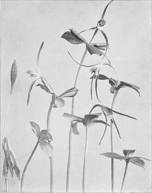 Figure IX Whorled Pogonia (Isotriaverticillata (Willdenow) Rafinesque)