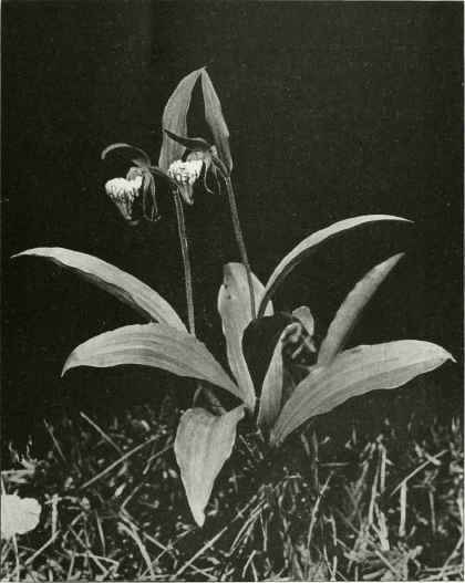 Figure V Ram's head Lady's slipper (Criosanthes arietina (R. Brown) House)