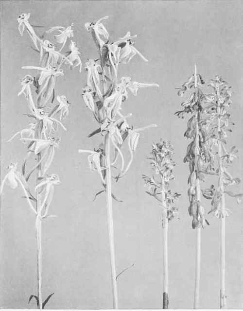 Figure VIII Flowers of Large Round leaved Orchis (Lysias orbiculata (Pursh) Rydberg), left; and Large Coralroot (Corallorrhiza maculata Rafinesque)