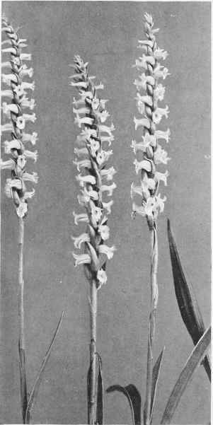 Figure X Showy Ladies' tresses (Ibidium cernuum (Linnaeus) House)