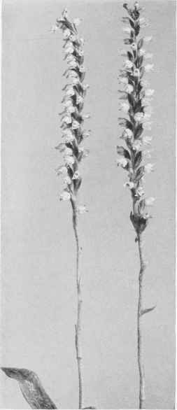 Figure XII Downy Rattlesnake Plantain Peramium pubescens (Willdenow) (MacMillan)