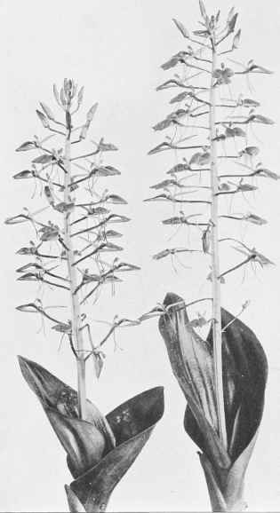 Figure XIV Large Twayblade (Liparis liliifolia (Linnaeus) L. C. Richard)