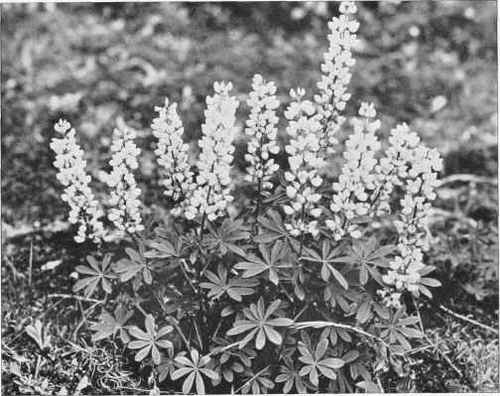 Figure XIX Wild or Perennial Lupine (Lupinus perennis Linnaeus)