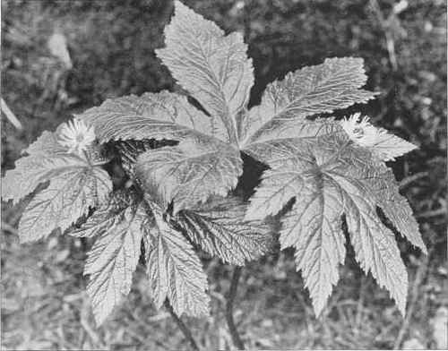 Figure XV Goldenseal or Orange root (Hydrastis canadensis Linnaeus)