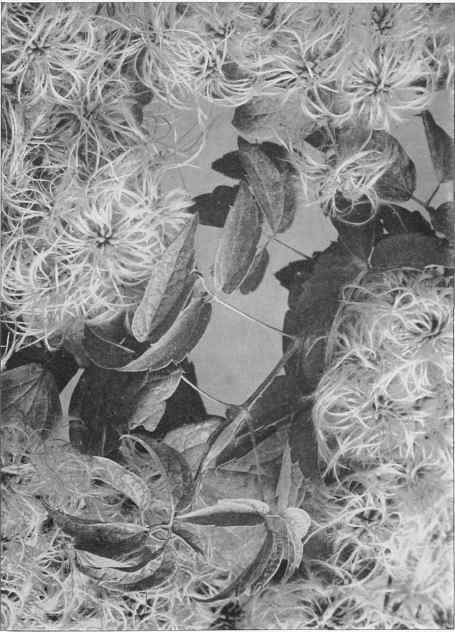 Figure XVI Virgin's Bower (Clematis Virginiana Linnaeus), in fruit