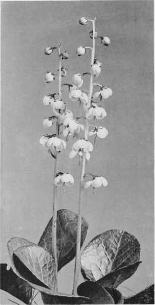 Figure XX Round leaved American Wintergreen(Pyrola americana Sweet)