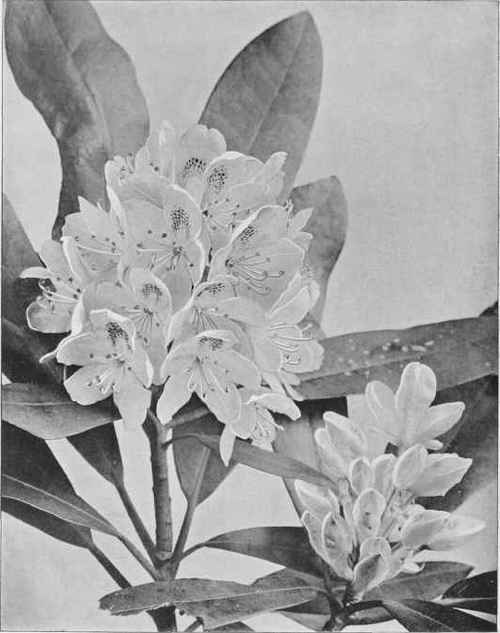 Figure XXIII Great Laurel or Rose Bay (Rhododendron maximum Linnaeus)