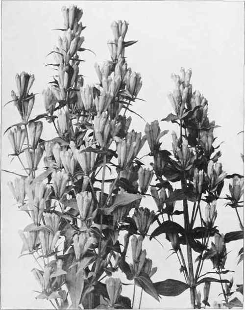 Figure XXV   Stiff Gentian; Agueweed (Gentiana quinquefolia Linnaeus)