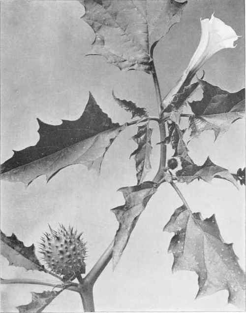Figure XXVII Stramonium. Jamestown or Jimson Weed. Thorn Apple (Datura stramonium Linnaeus)
