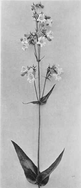 Figure XXVIII Smooth Beardtongue (Pentstemon pentstemon (Linnaeus) Britton)