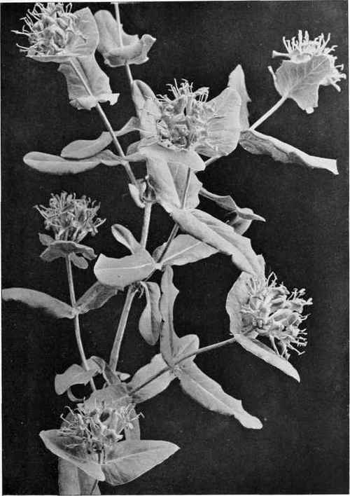Figure XXXIV Smooth leaved or Glaucous Honeysuckle (Lonicera dioica Linnaeus)