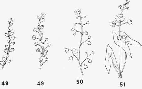 Flowers 10015