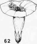 Flowers 10023
