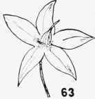 Flowers 10024