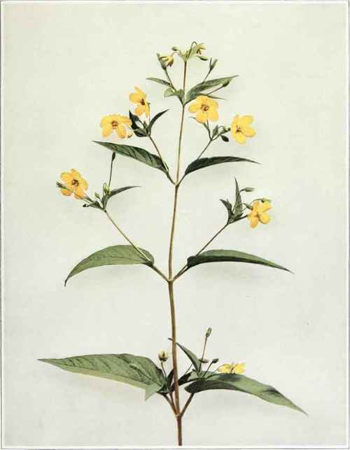 Fringed Loosestrife Steironema ciliatum