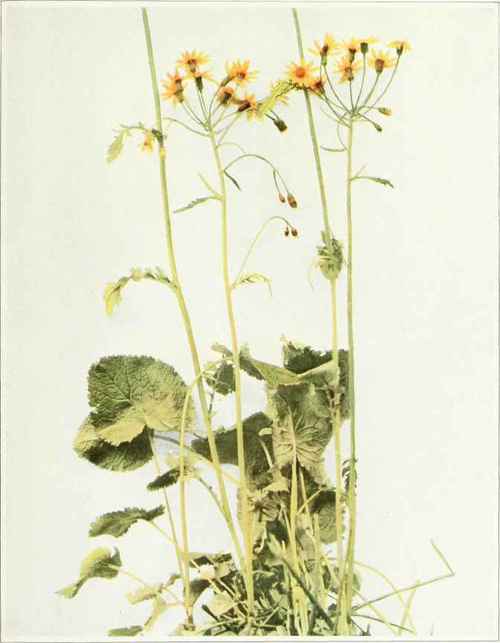 Golden Ragwort; Swamp Squawweed Senecio aureus
