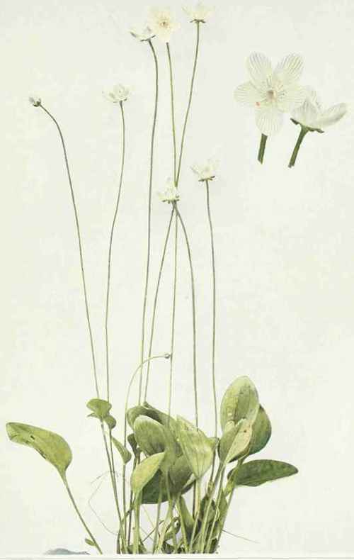 Grass Of Parnassus
