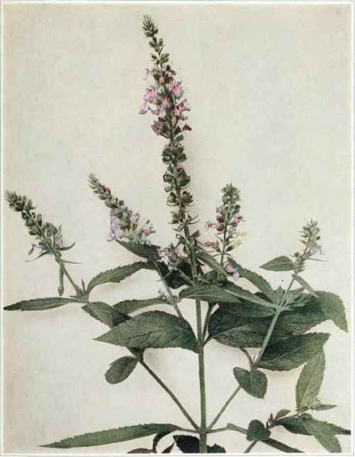 Hairy Germander Or Wood Sage Teucrium occidentale