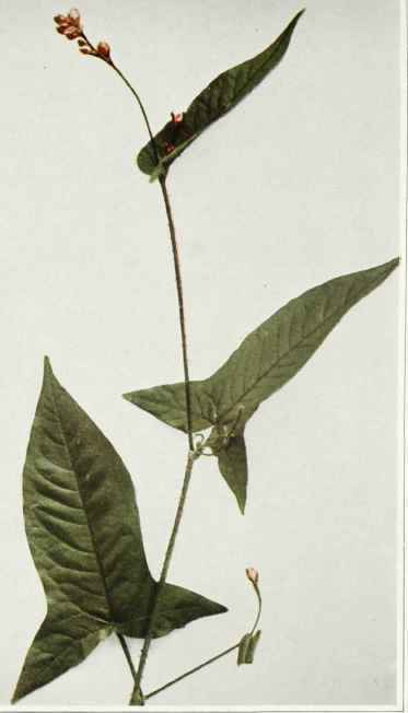 Halberd Leaved Tearthumb