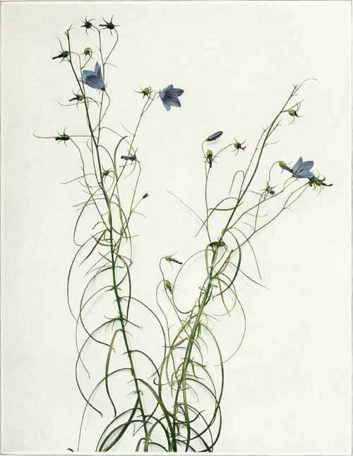 Harebell; Bluebells Of Scotland Campanula rotundifolia