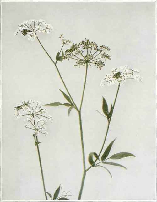 Hemlock Water Parsnip Slum cicutaefolium