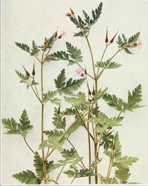 Herb Robert; Red Robin