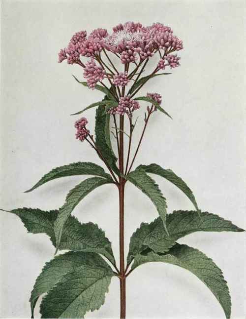 Joe Pye Weed; Purple Boneset Eupatoriurn purpureum