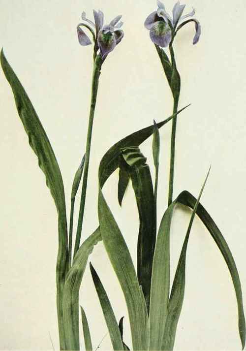 Larger Blue Flag Iris versicolor