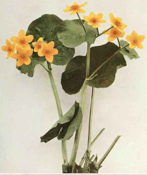 Marsh Marigold; cowslip Caltha palustris