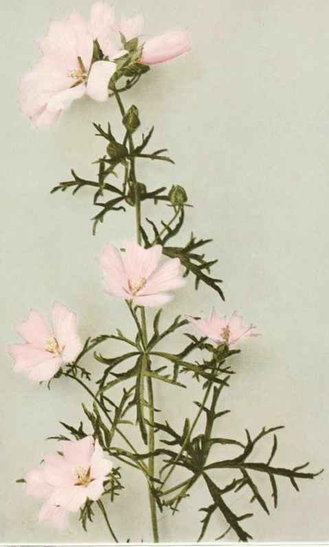Musk Mallow; Musk Plant