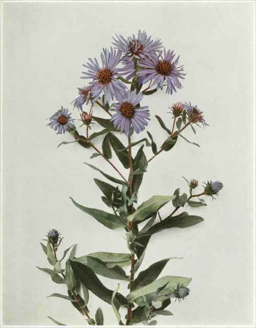 New England Aster Aster novae angliae