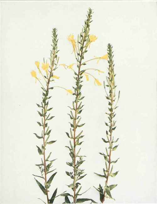 Northern Evening Primrose   Oenothera muricula