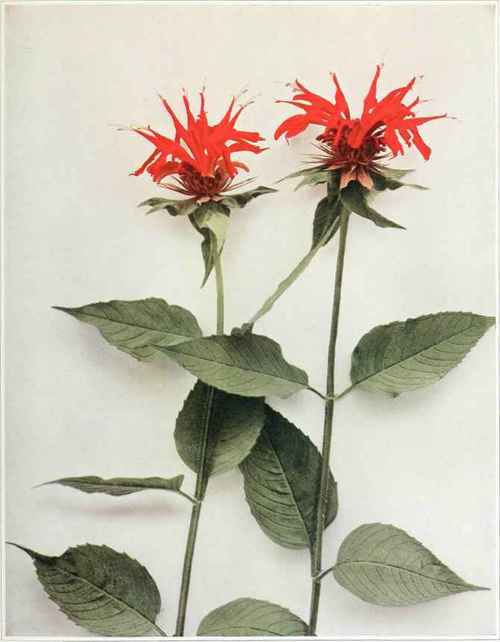 Oswego Tea; American Bee Balm Monarda didyma