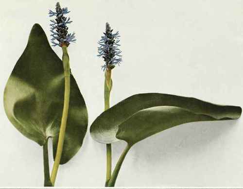 Pickerel Weed