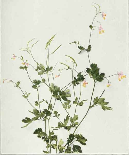Pink Or Pale Corydalis