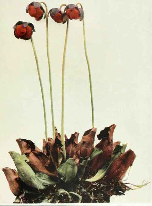 Pitcher Plant; Sidesaddle Flower