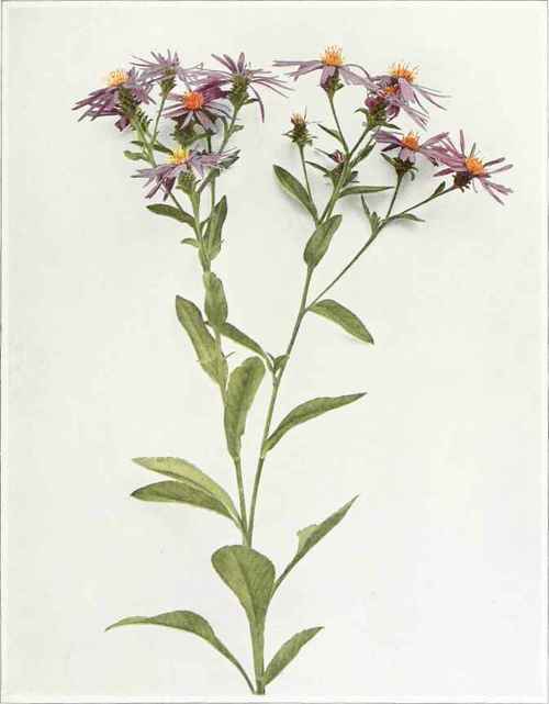 Seaside Or Low Showy Aster Aster spectabilis